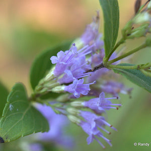 Cunila origanoides - Dittany