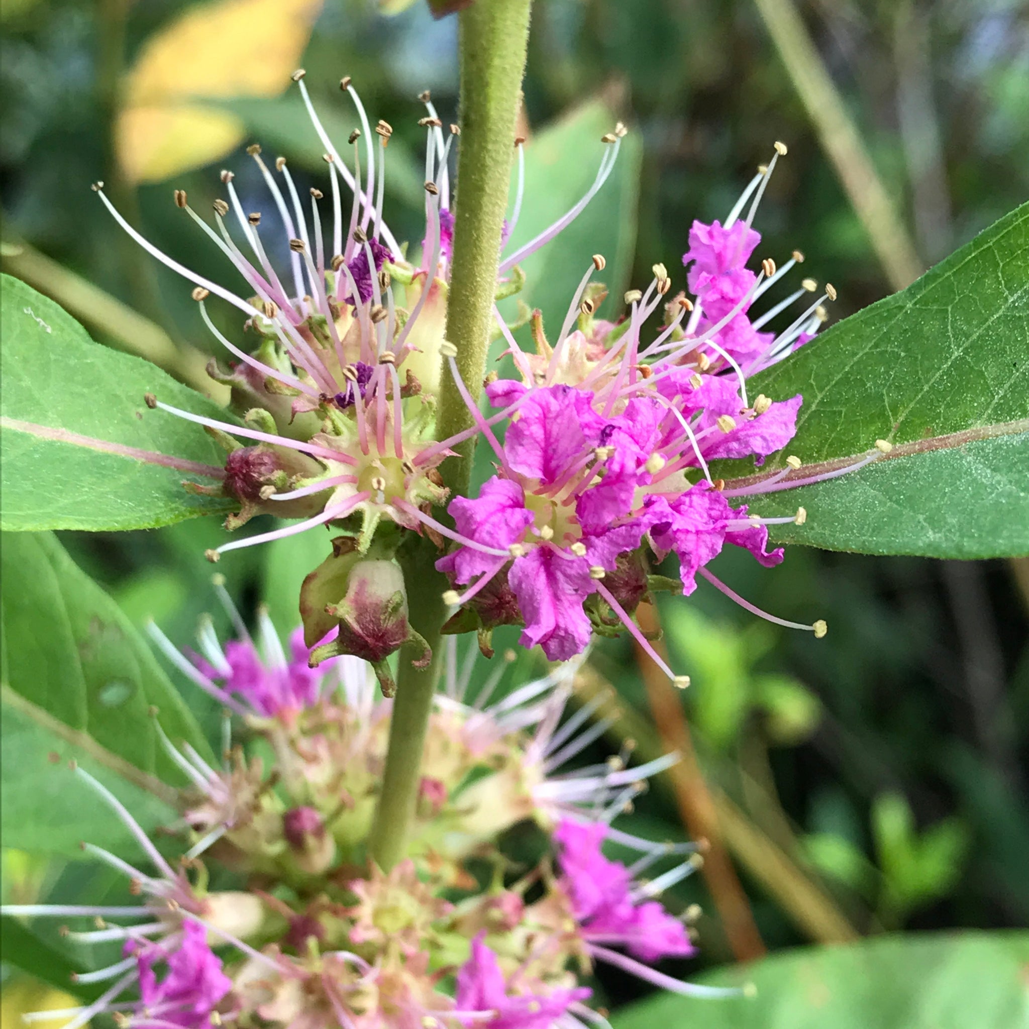 Decodon verticillatus - Swamp Loosestrife