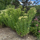 Doellingeria umbellata - Parasol Whitetop