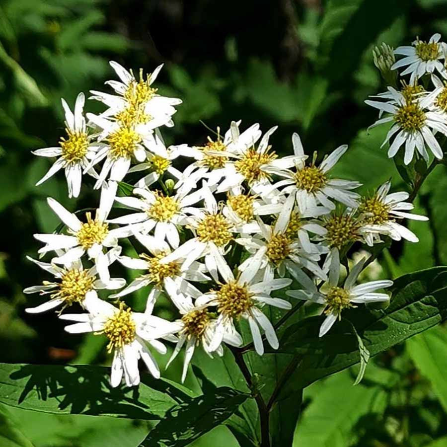 Doellingeria umbellata - Parasol Whitetop