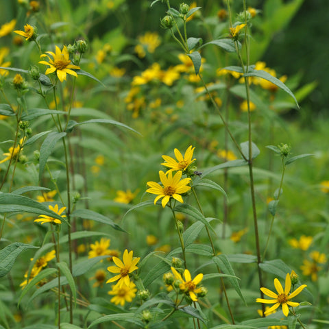 Helianthus divaricatus - Woodland Sunflower