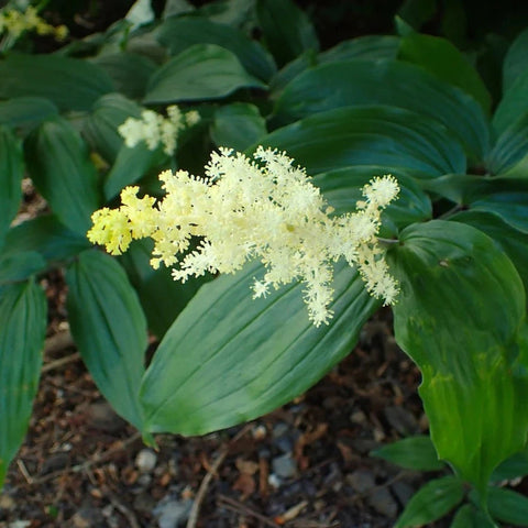 Maianthemum racemosum - False Solomon's Seal