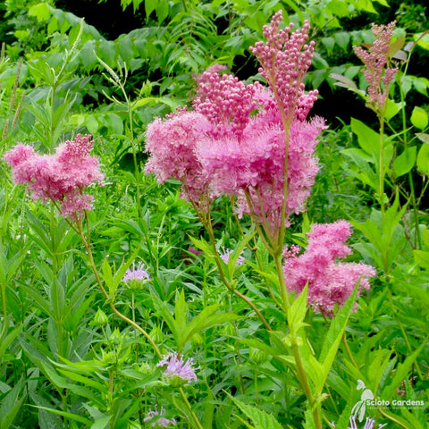 Filipendula rubra - Queen of the Prairie