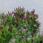Amorpha fruticosa - False Indigo Bush