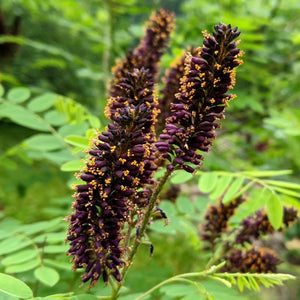 Amorpha fruticosa - False Indigo Bush
