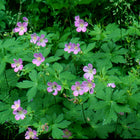 Geranium maculatum - Wild Geranium