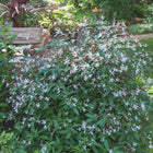 Gillenia trifoliata - Bowman's Root