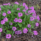 Glandularia canadensis - Rose Vervain