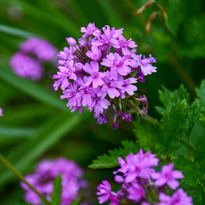 Glandularia canadensis - Rose Vervain