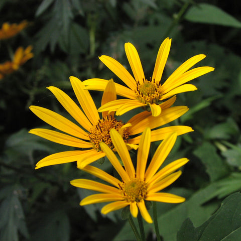Helianthus decapetalus - Ten-petaled Sunflower
