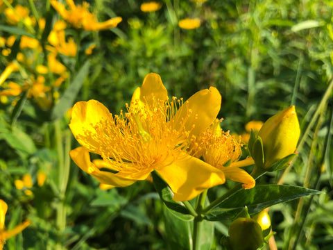 Hypericum pyramidatum - Great St. John's Wort