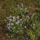 Ionactis linariifolia - Stiff Aster