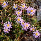 Ionactis linariifolia - Stiff Aster