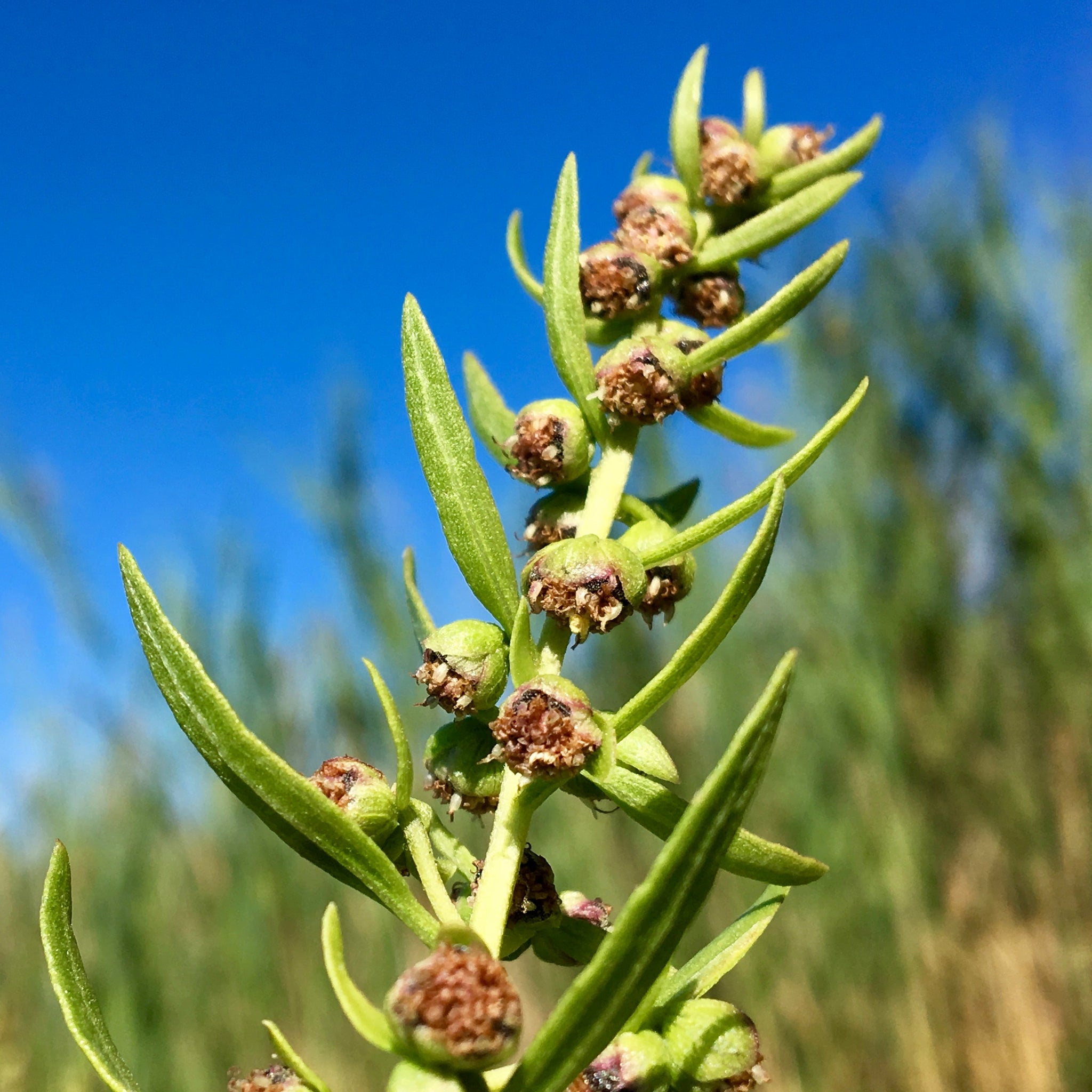 Iva frutescens - High-Tide Bush