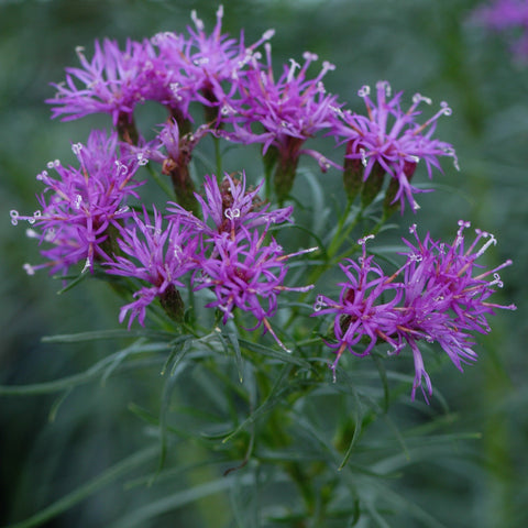 Vernonia lettermannii - Narrowleaf Ironweed