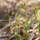 Luzula acuminata - Hairy Woodrush
