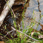 Luzula acuminata - Hairy Woodrush