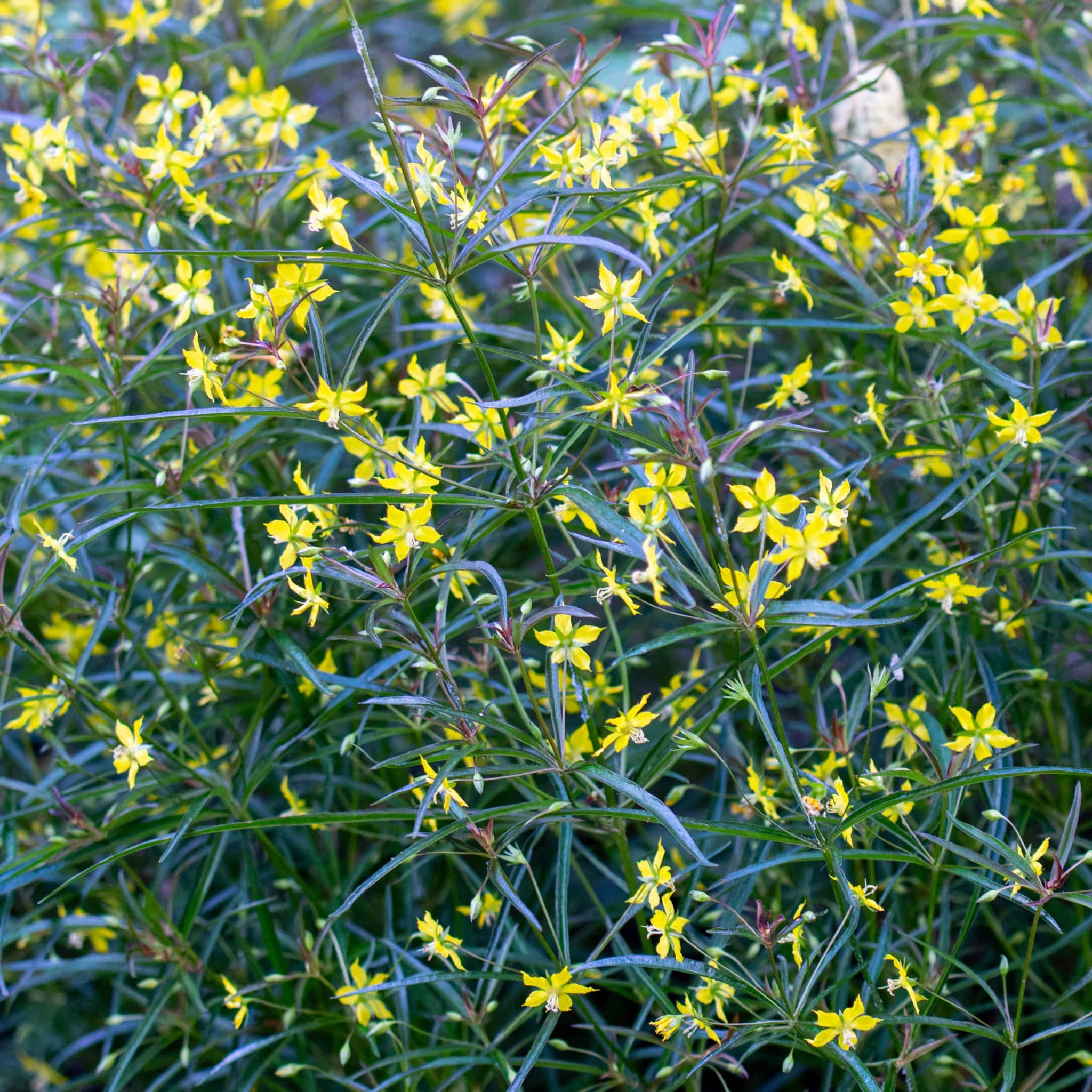 Lysimachia lanceolata 'Burgundy Mist' - Lance-leafed Loosestrife