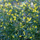 Lysimachia lanceolata 'Burgundy Mist' - Lance-leafed Loosestrife