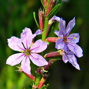 Lythrum alatum - Winged Loosestrife