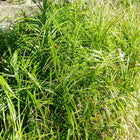Carex muskingumensis - Palm Sedge