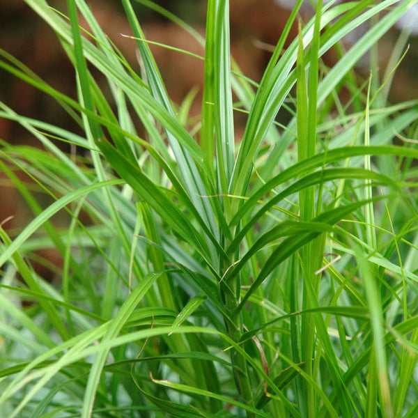 palm sedge plant Carex muskingumensis