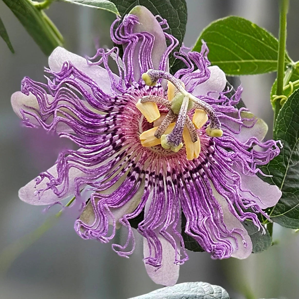 Passiflora incarnata - Purple Passionflower