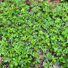 Potentilla canadensis - Dwarf Cinquefoil
