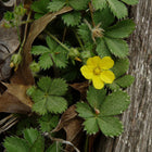 Potentilla canadensis - Dwarf Cinquefoil