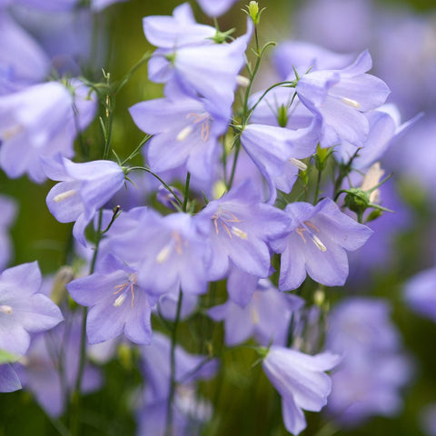 Campanula rotundifolia - Harebell