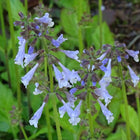 Salvia lyrata - Lyreleaf Sage