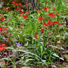 Silene virginica - Fire Pink