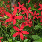 Silene virginica - Fire Pink
