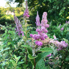 Spiraea tomentosa - Steeplebush