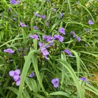 Tradescantia virginiana - Virginia Spiderwort