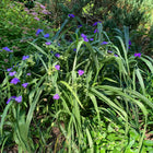 Tradescantia virginiana - Virginia Spiderwort