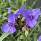 Tradescantia virginiana - Virginia Spiderwort