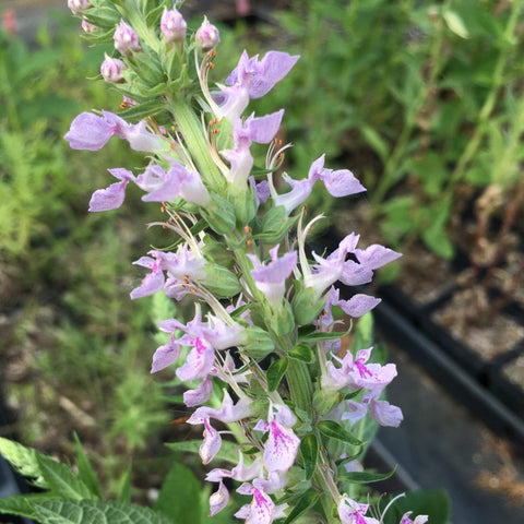 Teucrium canadense - American Germander