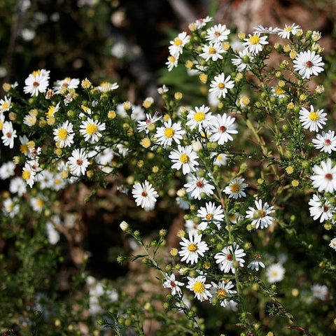 Symphyotrichum ericoides - Heath Aster