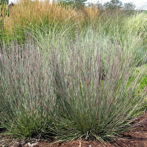 Schizachyrium scoparium 'Carousel'