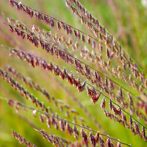 GRASSES, SEDGES, AND RUSHES