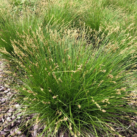 GRASSES, SEDGES, AND RUSHES