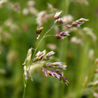 Hierochloe odorata - Sweet Grass