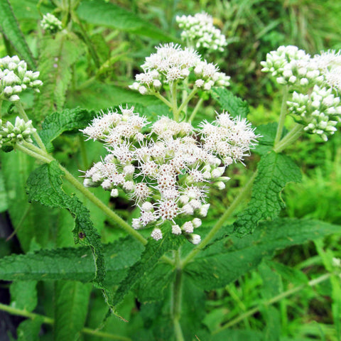 Eupatorium perfoliatum - Boneset