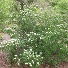 Viburnum dentatum - Arrowwood Viburnum
