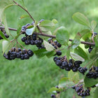 Aronia prunifolia - Purple chokeberry