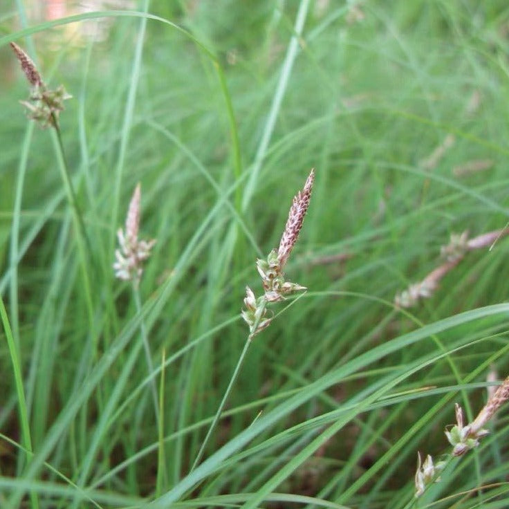 Carex pensylvanica - Pennsylvania sedge