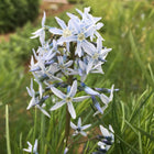 Amsonia hubrichtii - Blue star