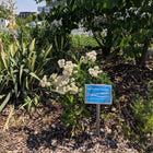 Achillea millefolium - Common Yarrow
