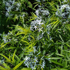Amsonia hubrichtii - Blue star